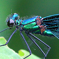 Blauflgel-Prachtlibelle