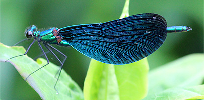 Blauflgel-Prachtlibelle