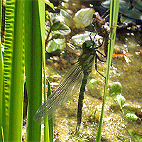 Blaugrne Mosaikjungfer
