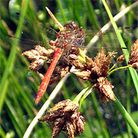 Blutrote Heidelibelle