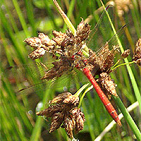 Blutrote Heidelibelle