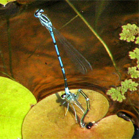 Hufeisen-Azurjungfer