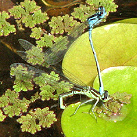 Hufeisen-Azurjungfer