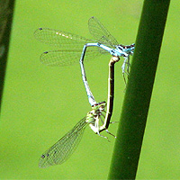 Hufeisen-Azurjungfer