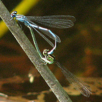 Hufeisen-Azurjungfer