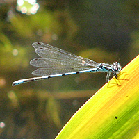 Hufeisen-Azurjungfer
