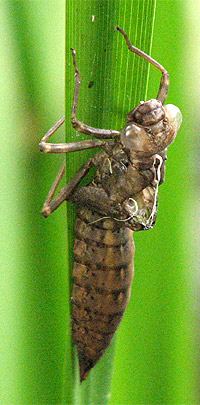 Libellenlarvenhaut-Exuvie