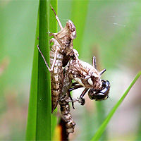 Blaugrne Mosaikjungfer