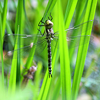 Blaugrne Mosaikjungfer
