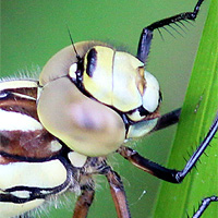Blaugrne Mosaikjungfer
