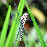 Blaugrne Mosaikjungfer