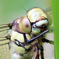 Blaugrne Mosaikjungfer