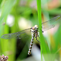 Blaugrne Mosaikjungfer