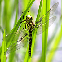Blaugrne Mosaikjungfer