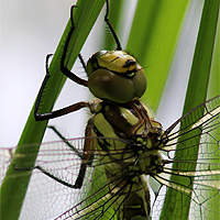 Blaugrne Mosaikjungfer
