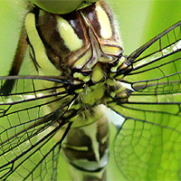 Blaugrne Mosaikjungfer