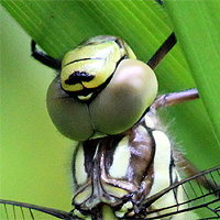 Blaugrne Mosaikjungfer