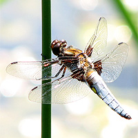 Mnnlicher Plattbauch