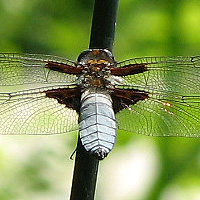 Mnnlicher Plattbauch