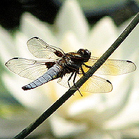 Mnnlicher Plattbauch