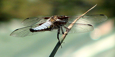 Mnnlicher Plattbauch