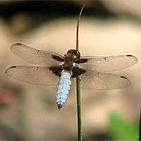 Mnnlicher Plattbauch