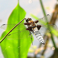 Mnnlicher Plattbauch