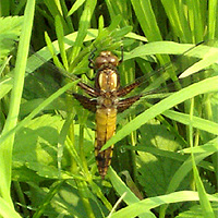 Weiblicher Plattbauch