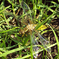 Weiblicher Plattbauch