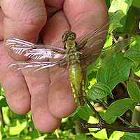 Weiblicher Plattbauch