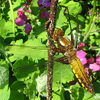 Weiblicher Plattbauch