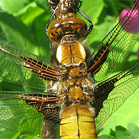 Weiblicher Plattbauch