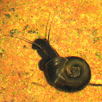 Posthornschnecke