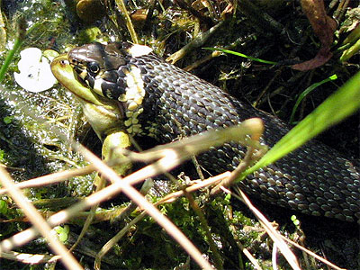 Ringelnatter frit Frosch