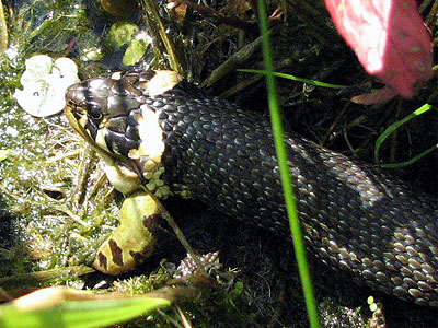 Ringelnatter frit Frosch