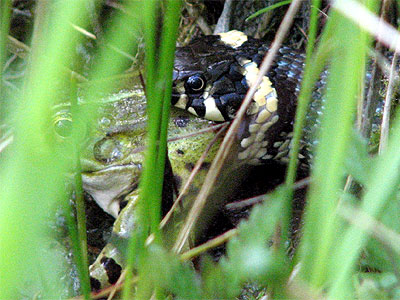 Ringelnatter frit Frosch