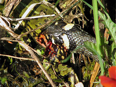 Ringelnatter frit Frosch