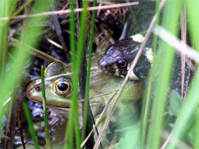 Ringelnatter frit Frosch