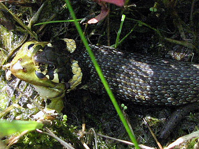 Ringelnatter frit Frosch