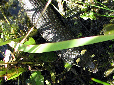 Ringelnatter frit Frosch