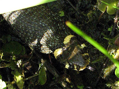 Ringelnatter frit Frosch