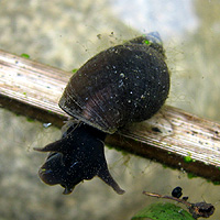 Spitzschlammschnecke