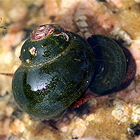 Sumpfdeckelschnecke