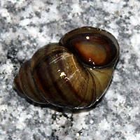 Sumpfdeckelschnecke