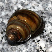 Sumpfdeckelschnecke