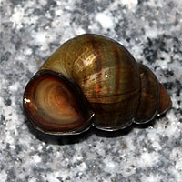 Sumpfdeckelschnecke