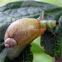 Bernsteinschnecke