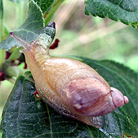 Bernsteinschnecke