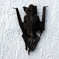Fledermaus