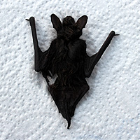 Fledermaus